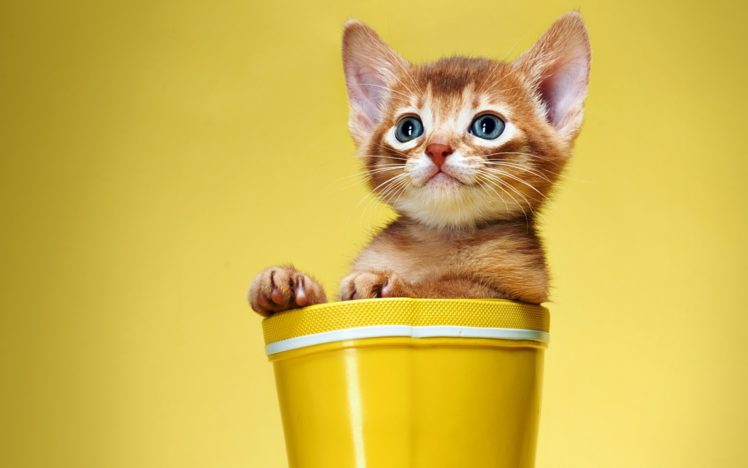 kitten, Cat, Red, Boots, White, Yellow, Cat, Cats HD Wallpaper Desktop Background