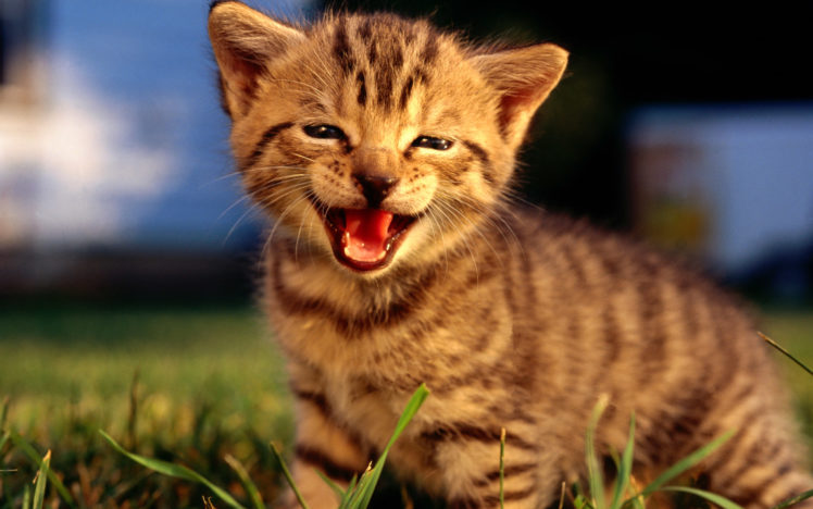 cats, Animals, Tongue, Kittens HD Wallpaper Desktop Background