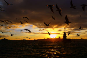 istanbul, Sunset, Birds, Ocean