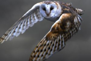 owl, Bird