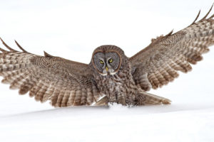 owl, Bird, Snow