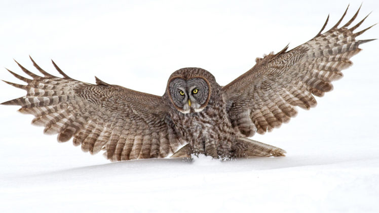 owl, Bird, Snow HD Wallpaper Desktop Background