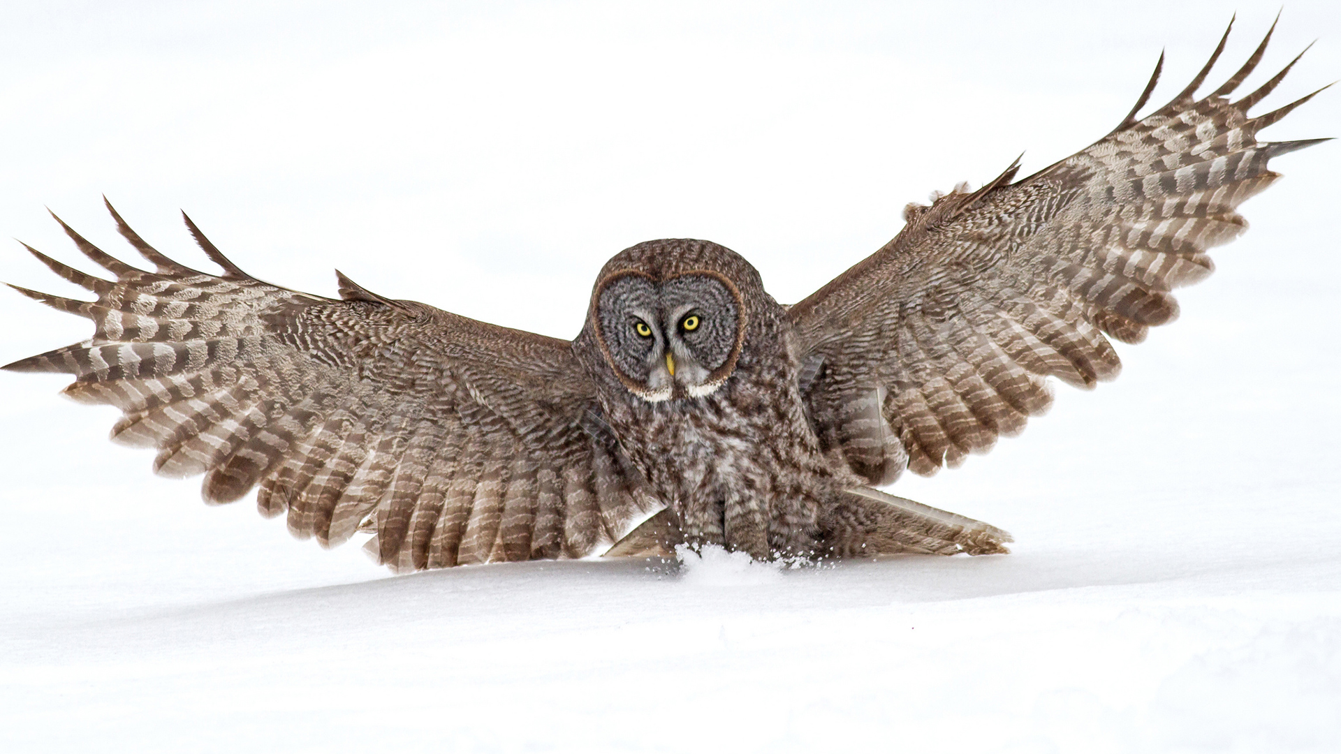 owl, Bird, Snow Wallpaper