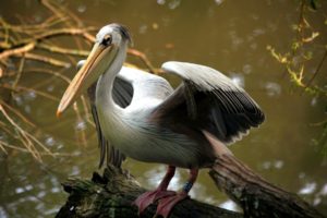 pelican, Bird, Nature