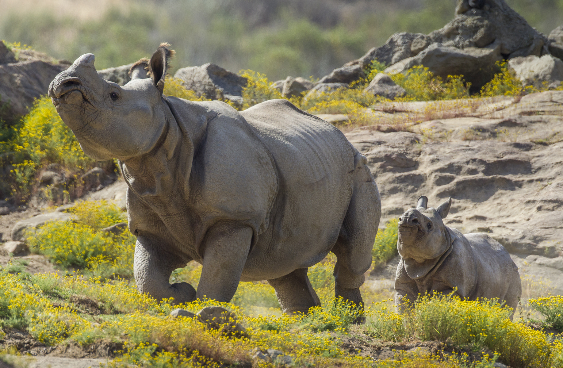 rhino, Rhinoceros, Calf, Baby Wallpaper