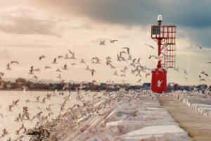 seagulls, Birds, Lighthouse