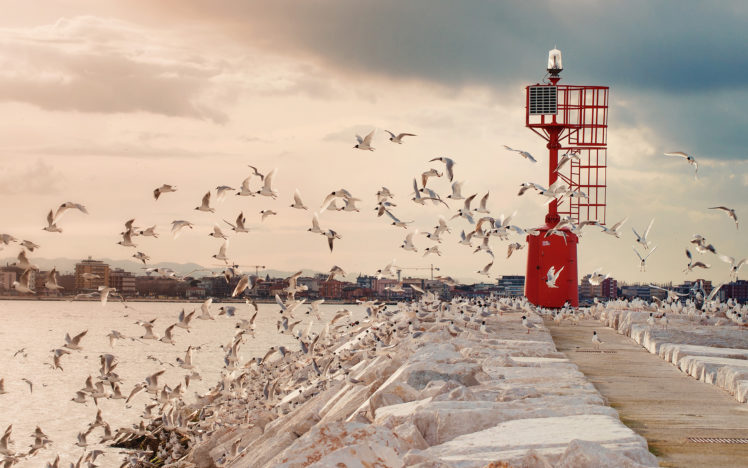 seagulls, Birds, Lighthouse HD Wallpaper Desktop Background
