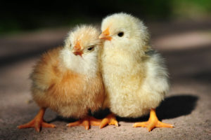 chicks, Brothers