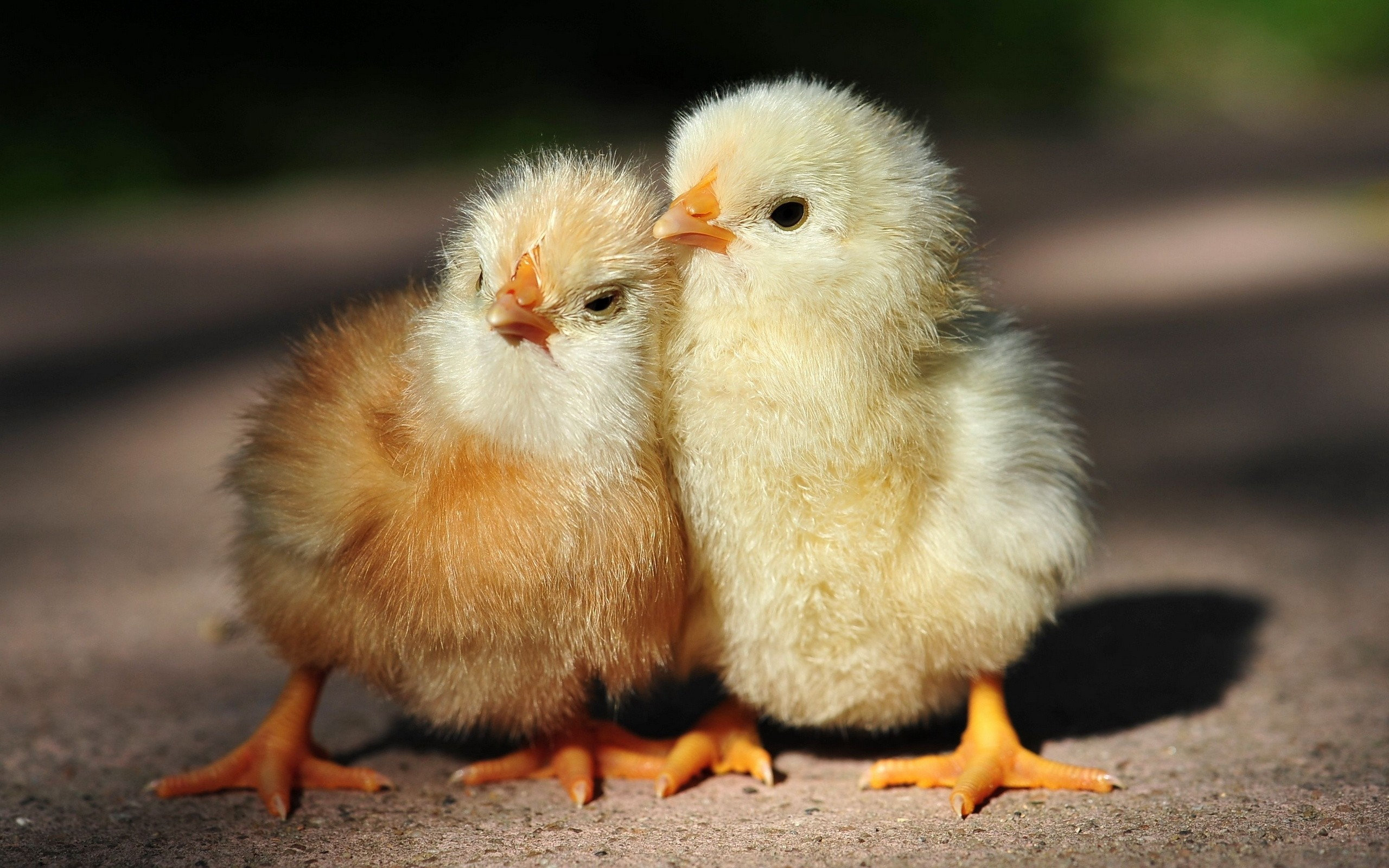 chicks, Brothers Wallpaper