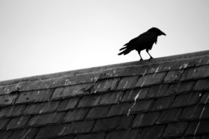 black, And, White, Birds, Animals, Rooftops, Black, Bird, Raven
