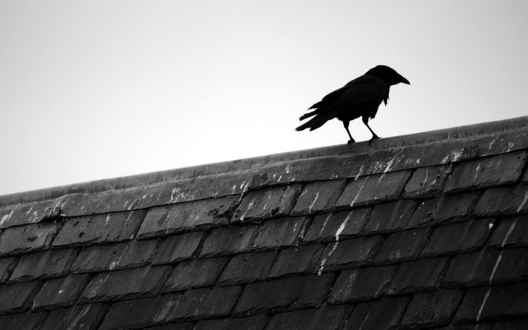 black, And, White, Birds, Animals, Rooftops, Black, Bird, Raven HD Wallpaper Desktop Background