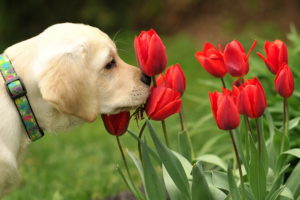 dog, Flowers, Tulips, Dogs, Puppy
