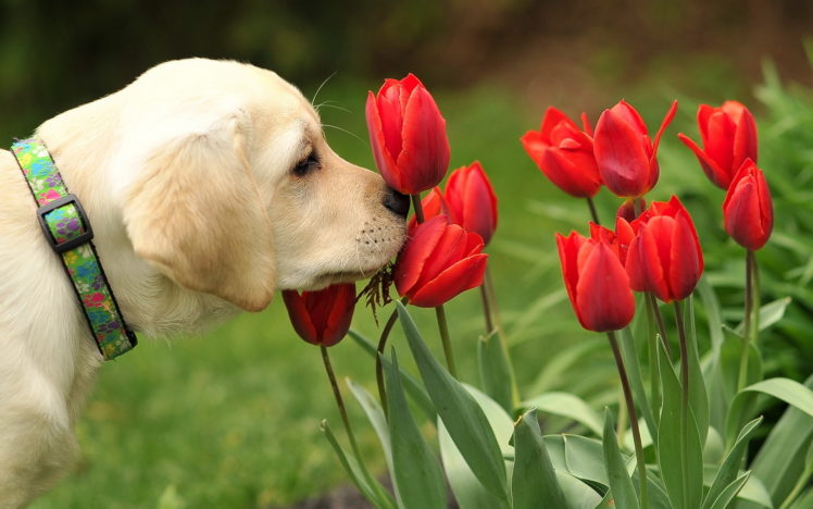 dog, Flowers, Tulips, Dogs, Puppy HD Wallpaper Desktop Background