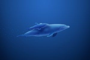 dolphins, Sea, Drawing, Dolphin, Underwater, Ocean