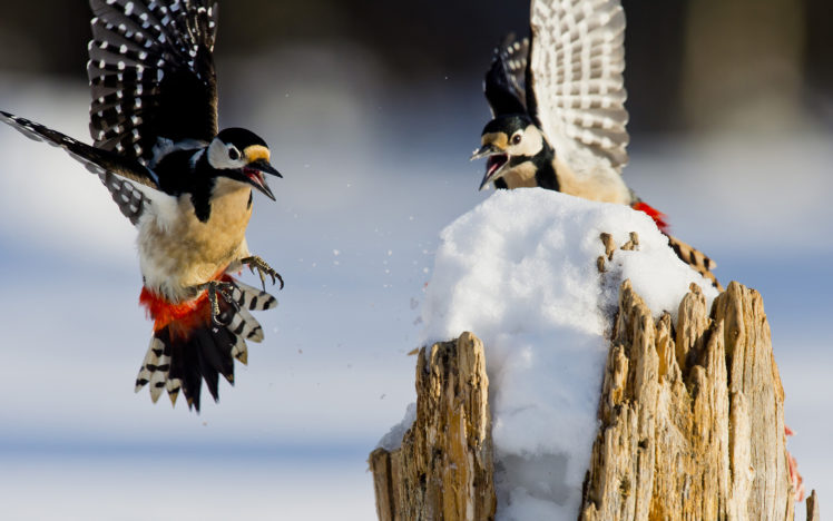 birds, Snow, Winter, Wings HD Wallpaper Desktop Background