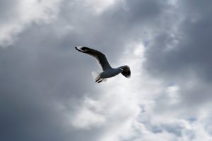 seagull, Bird, Sky, Cloud, Seagulls