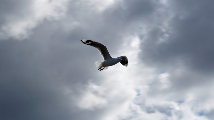 seagull, Bird, Sky, Cloud, Seagulls HD Wallpaper Desktop Background
