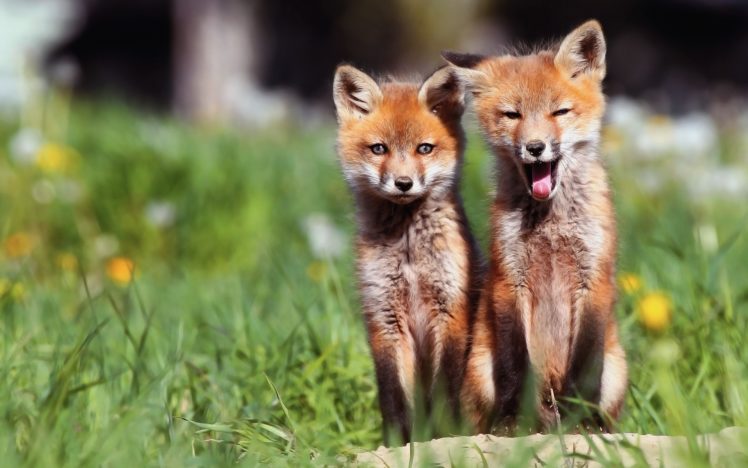 animals, Baby, Animals, Foxes HD Wallpaper Desktop Background