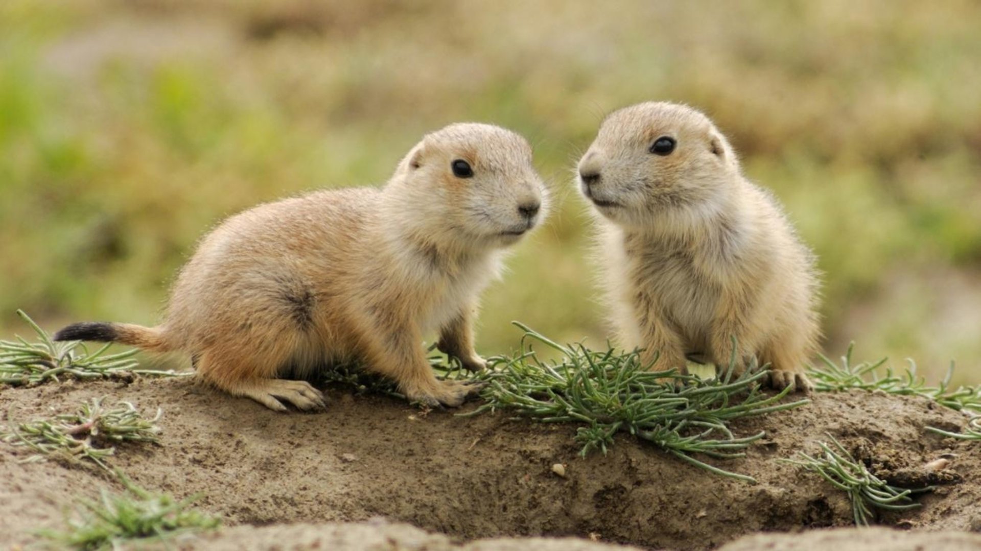 cachorros, Perros, De, La, Pradera Wallpaper