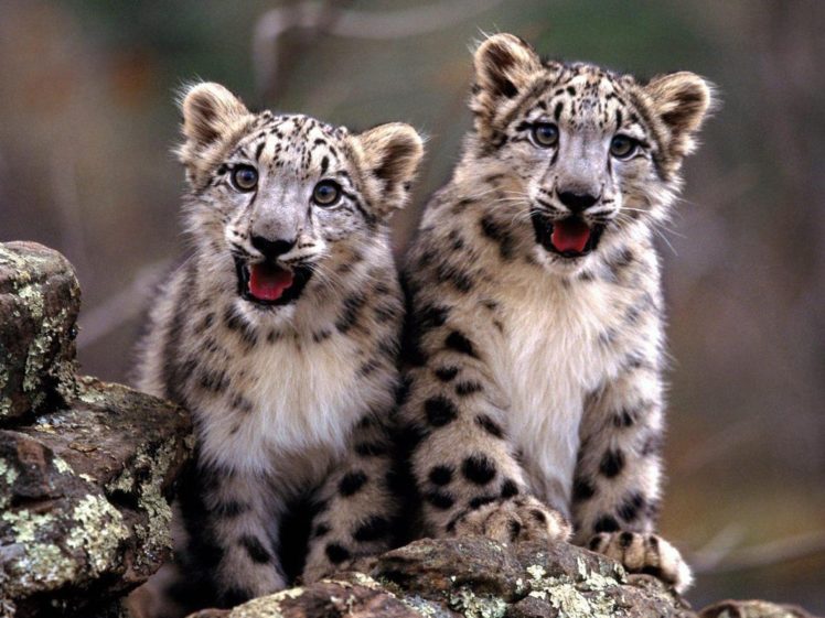 snow, Leopards HD Wallpaper Desktop Background