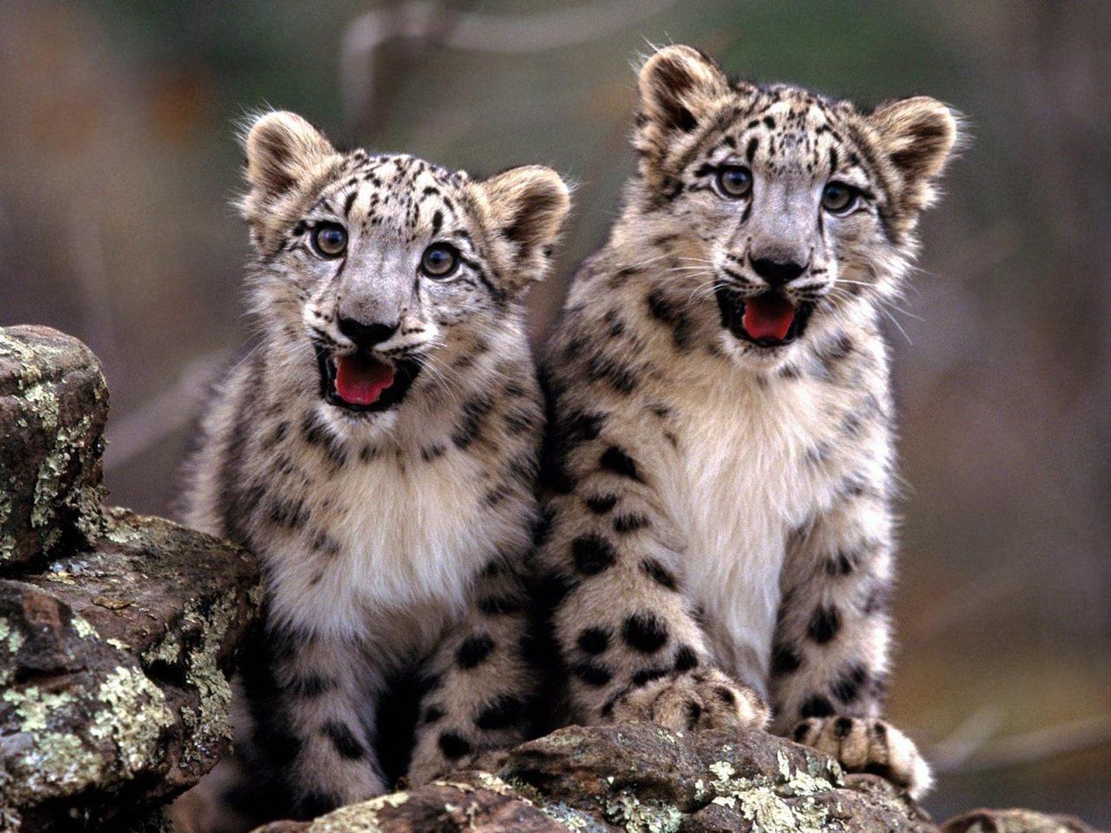 snow, Leopards Wallpaper