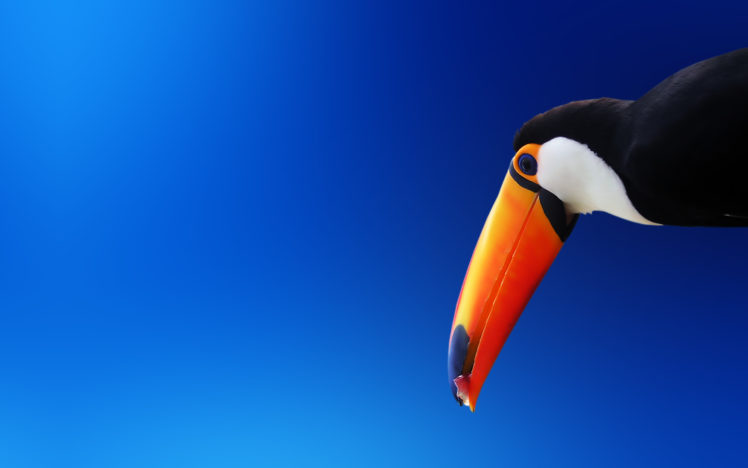 blue, Birds, Animals, Blue, Background, Toucans HD Wallpaper Desktop Background