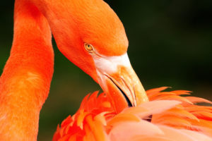 orange, Flamingo