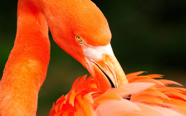 orange, Flamingo HD Wallpaper Desktop Background