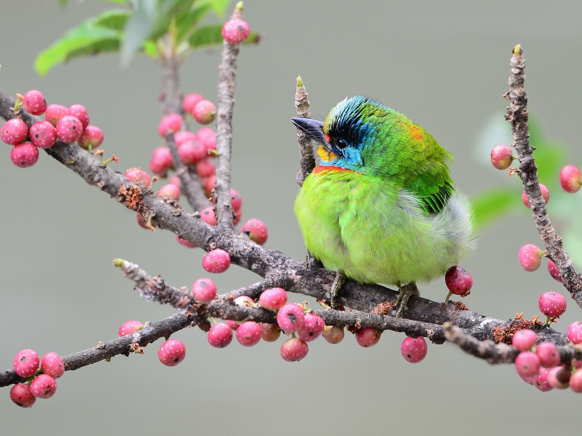 birds, Bird, Animals, Animal Wallpapers HD / Desktop and Mobile Backgrounds