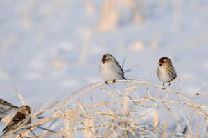 sparrow, Bird, Nature