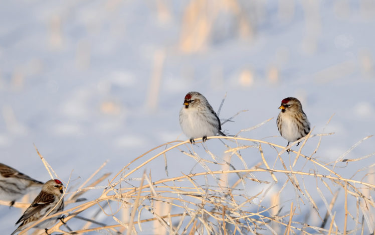 sparrow, Bird, Nature HD Wallpaper Desktop Background