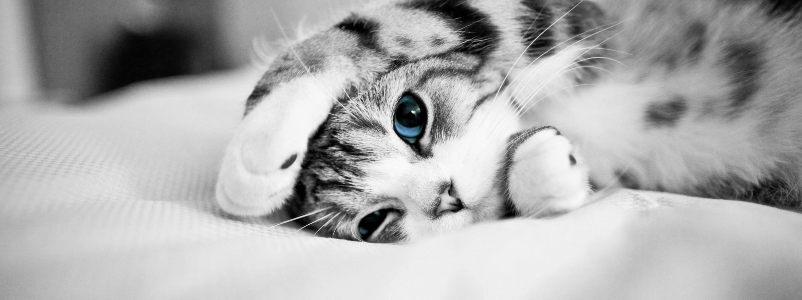 multi, Monitor, Dual, Screen, Widescreen Wallpaper