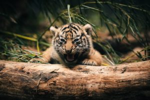 tigers, Tigetr, Cat, Baby, Cute