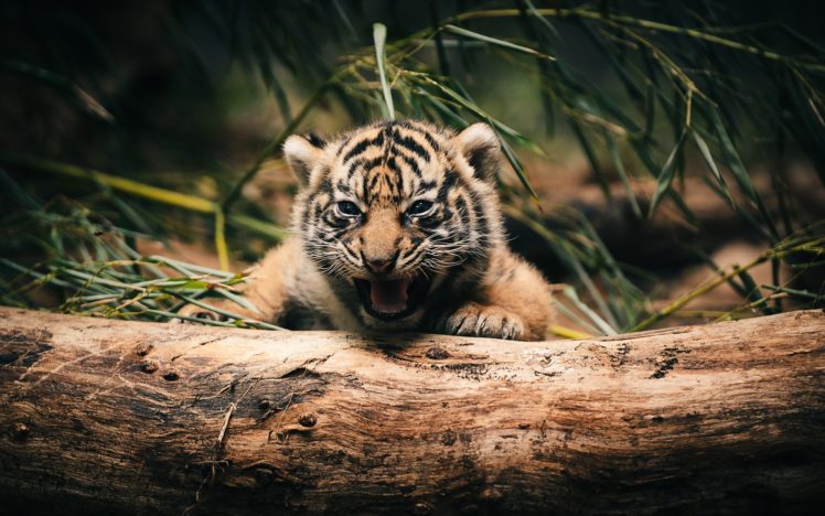 tigers, Tigetr, Cat, Baby, Cute HD Wallpaper Desktop Background