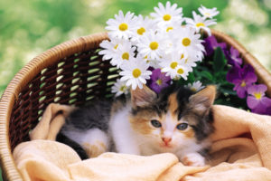 kitten, Cat, Flowers, Cats, Kittens
