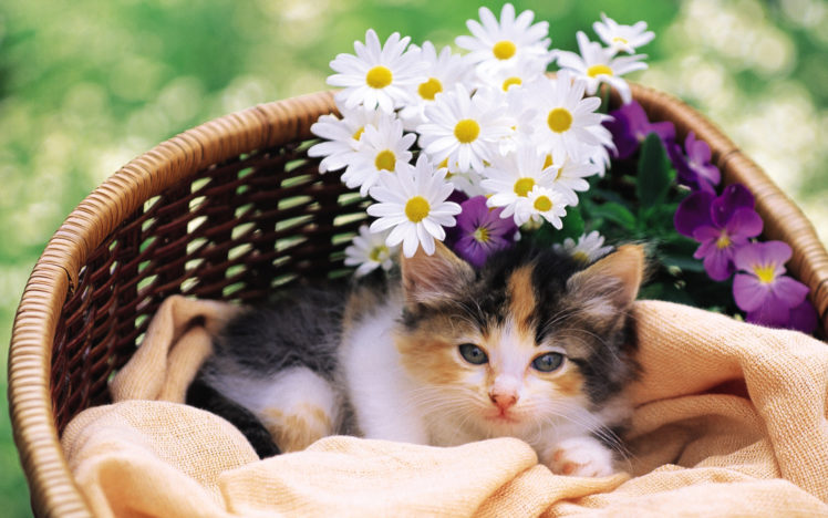 kitten, Cat, Flowers, Cats, Kittens HD Wallpaper Desktop Background