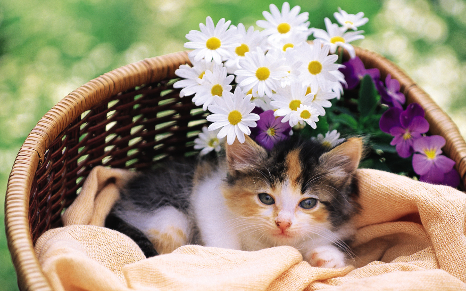 kitten, Cat, Flowers, Cats, Kittens Wallpaper
