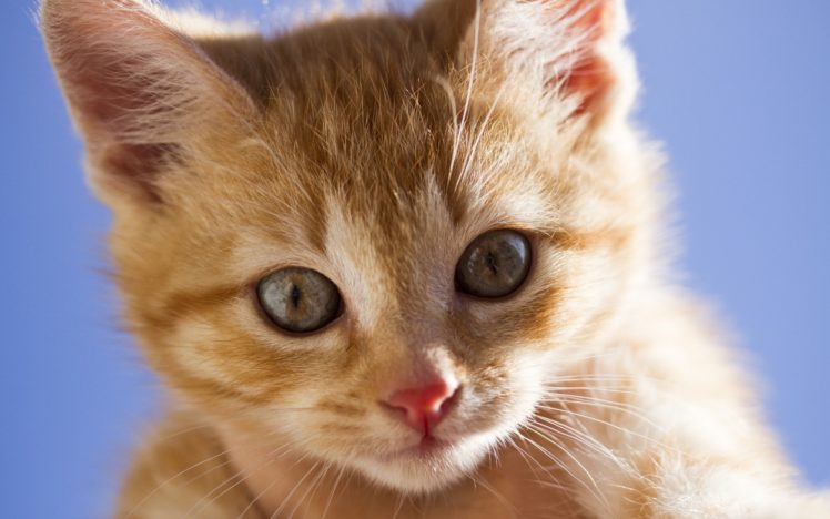 kitten, Muzzle, Eyes, Kittens, Cats, Cat HD Wallpaper Desktop Background