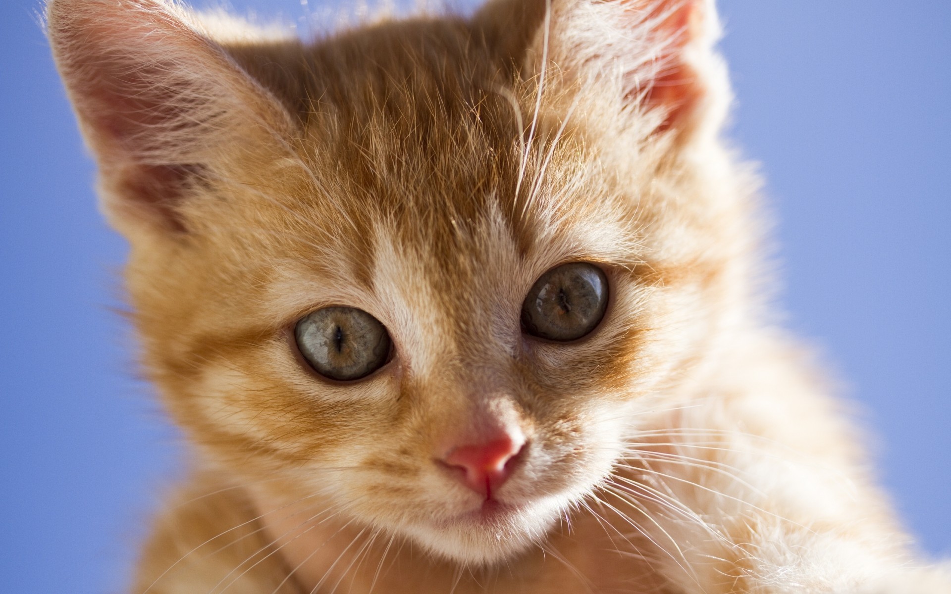 kitten, Muzzle, Eyes, Kittens, Cats, Cat Wallpaper