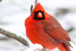 cardinal, Bird, Red, Branches, Tree, Snow, Winter, Bokeh