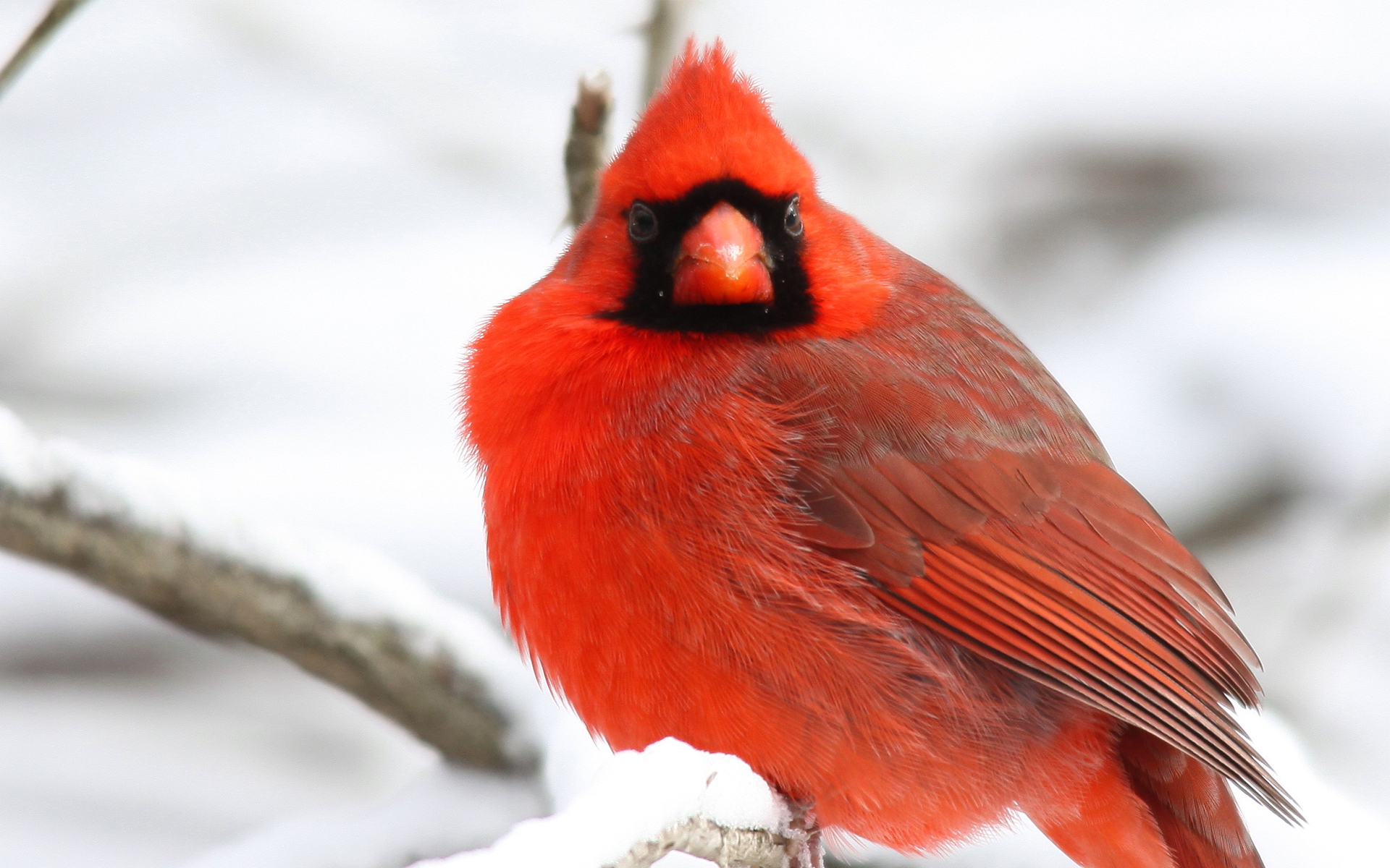 cardinal, Bird, Red, Branches, Tree, Snow, Winter, Bokeh Wallpaper