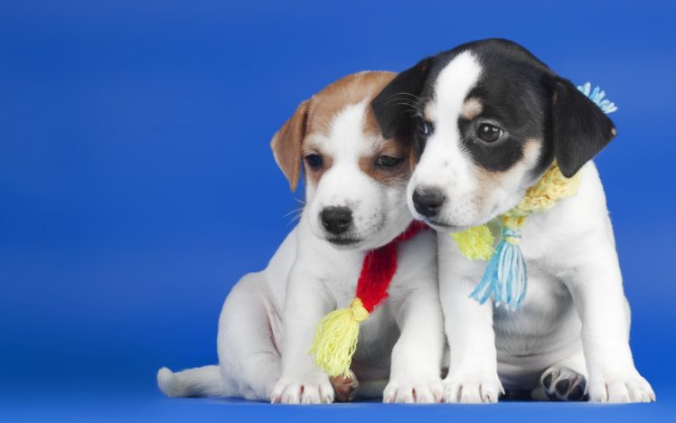 dogs, Puppies, Dog, Puppy HD Wallpaper Desktop Background