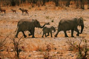 elephant, Elephants, Africa, Baby, Babies