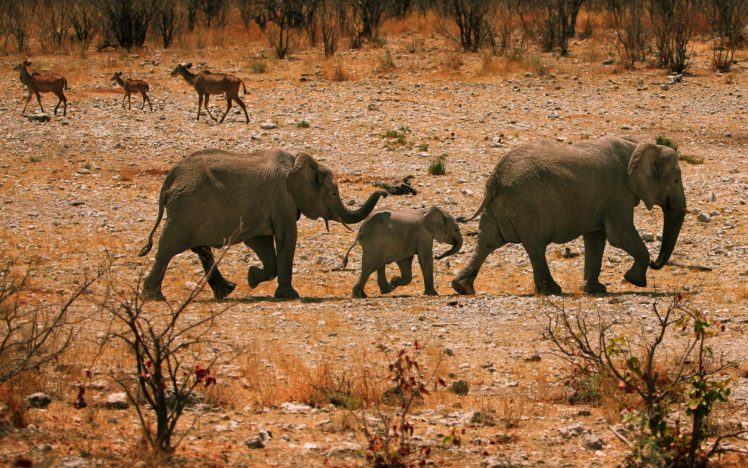 elephant, Elephants, Africa, Baby, Babies HD Wallpaper Desktop Background
