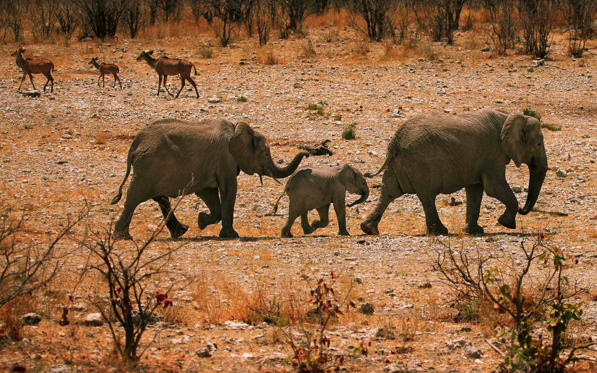 elephant, Elephants, Africa, Baby, Babies Wallpaper
