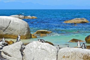 penguins, Penguin, Ocean, Sea, Beaches, Beach, Birds