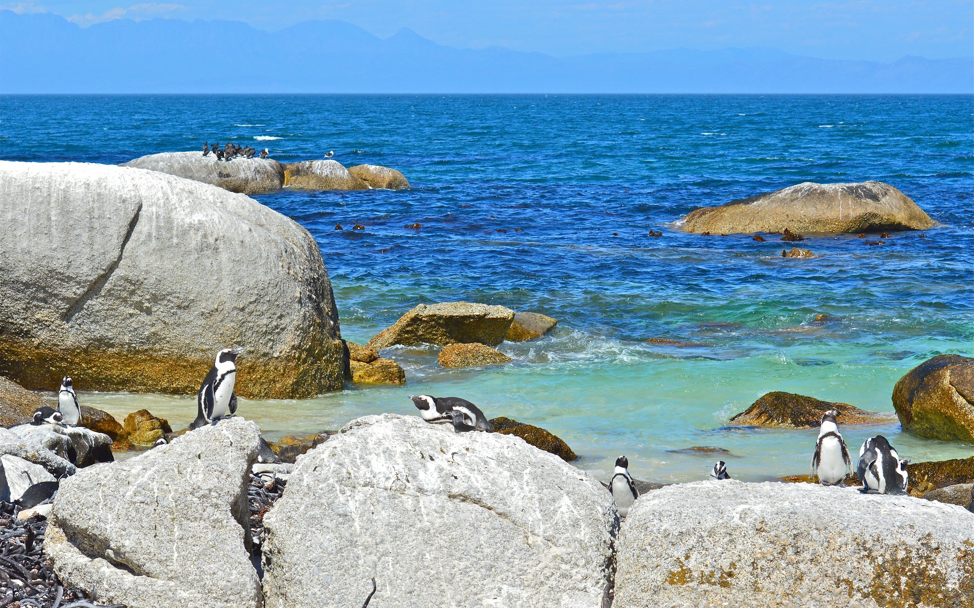 penguins, Penguin, Ocean, Sea, Beaches, Beach, Birds Wallpaper