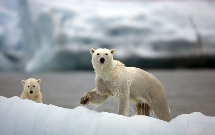 polar, Bears, Bear, Artic, Baby, Babies HD Wallpaper Desktop Background