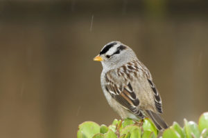 white, Crowned, Sparrow