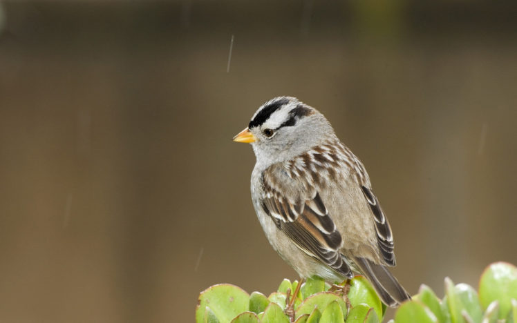 white, Crowned, Sparrow HD Wallpaper Desktop Background